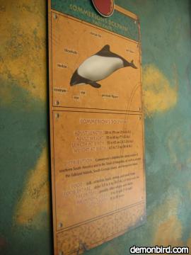 commerson dolphin sign